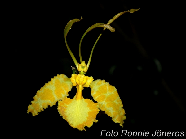 Psychopsis papilio 'alba'